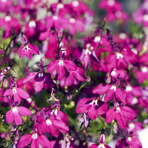 Lobelia Regatta Flower Pink - Heirloom, Non - Gmo Seeds