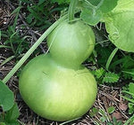 Green Bottle Gourd Heirloom Non Gmo Image