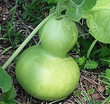 Green Bottle Gourd Heirloom Non Gmo Image