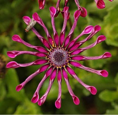 Blue Eyed Daisy Osteospermum Flowering Seeds For Planting