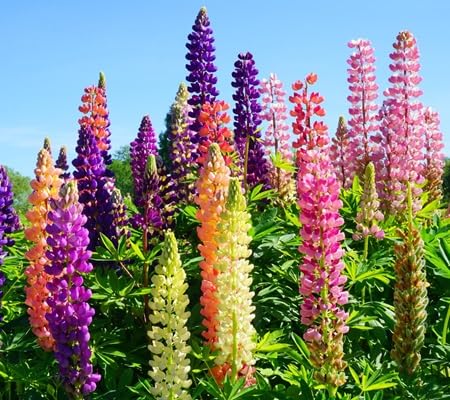 Lupine Flower - Heirloom, Non - Gmo Seeds