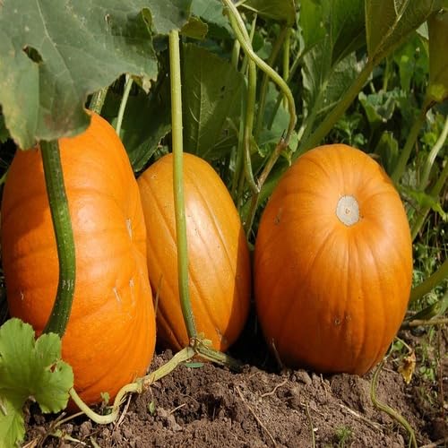 Orange Pumpkin - Heirloom, Non - Gmo Seeds