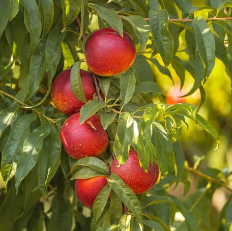 Red Nectarine Fruit - Heirloom, Non - Gmo Seeds