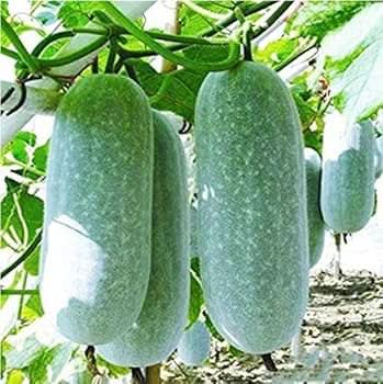 Heirloom Asian Oblong Shape Winter Melon White Ash Gourd Vegetable Seeds for Planting, heirloom & Non-GMO Seeds