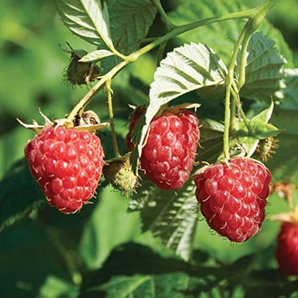 Red Raspberry Plant Collection