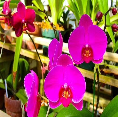 Pink Phalaenopsis Flower - Heirloom, Non - Gmo Seeds
