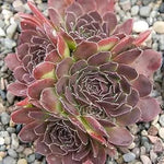 Maroon Jovibarba Planting Seeds for Garden NON GMO Seeds Dhara Seeds