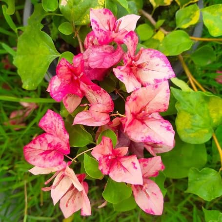 Pink Orange Bougainvillea Flower - Heirloom, Non - Gmo Seeds