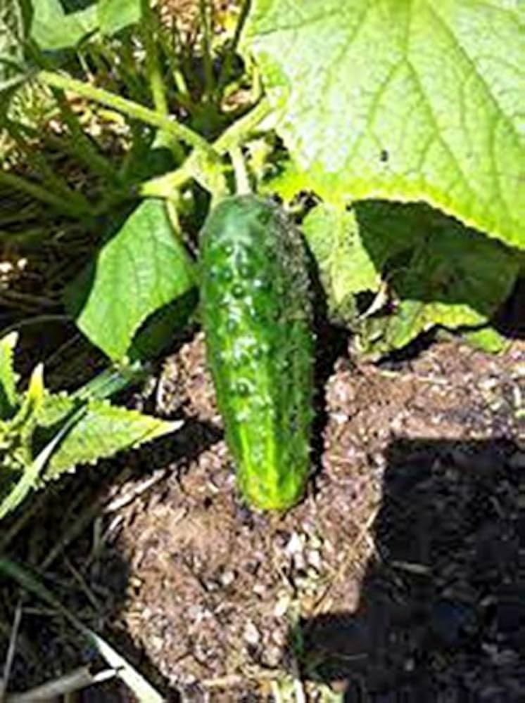 Boston Decapaggio Cucumber Seeds for crisp pickling cucumbers