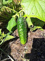 Boston Decapaggio Cucumber Seeds for crisp pickling cucumbers