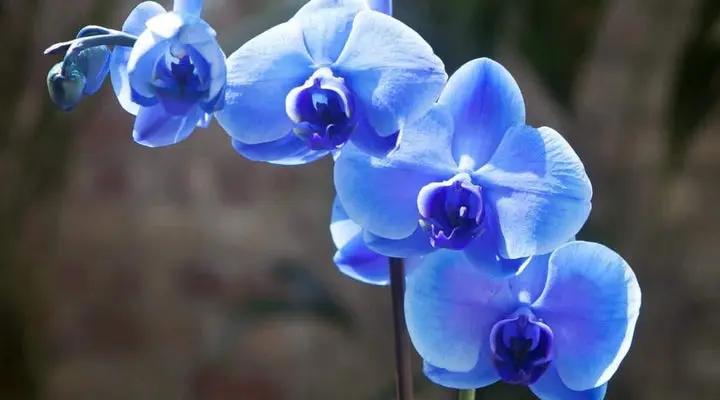 Butterfly Orchid Seeds for Planting - NON GMO Seeds Dhara Seeds