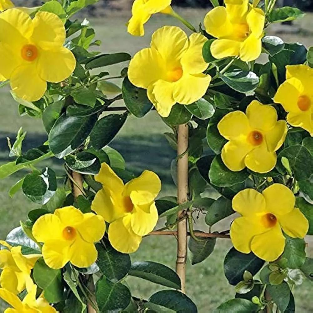 Heirloom Yellow Mandevilla Sanderi Flower Seeds for Planting - GMO Frees, Ideal for Home Garden for planting in home garden