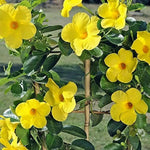 Heirloom Yellow Mandevilla Sanderi Flower Seeds for Planting - GMO Frees, Ideal for Home Garden for planting in home garden