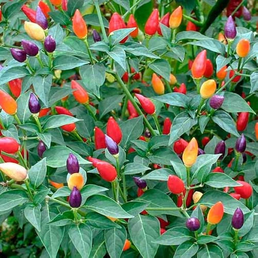 Pepper Capsicum Annuum Ornamental Chili Bonsai Vegetable Seeds for Planting – Ideal for Indoor Pots and DIY Gardening