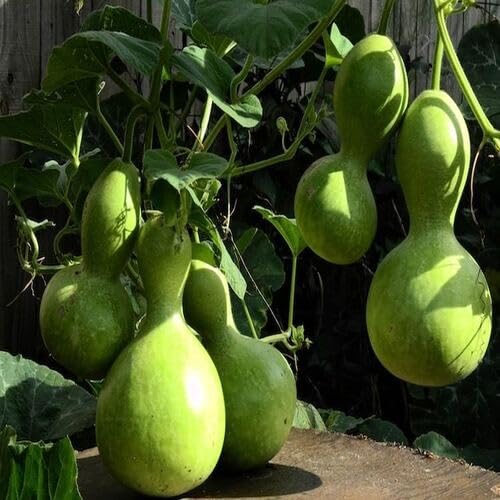 Green Calabash - Heirloom, Non - Gmo Seeds