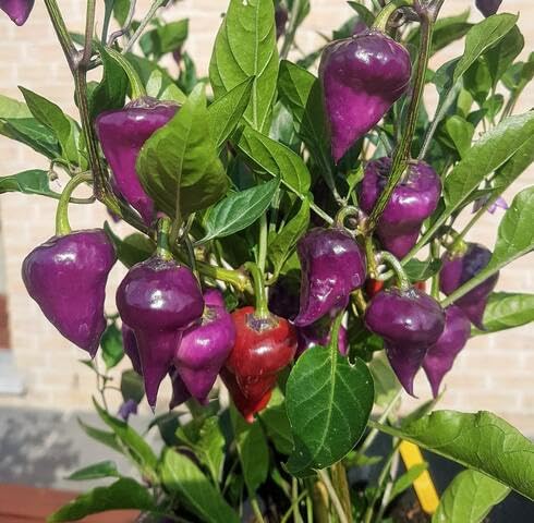 Purple Peperoncino - Heirloom, Non - Gmo Seeds