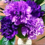 Violet Caryophyllus Flower Seeds for Planting - 100 seeds for planting in home garden