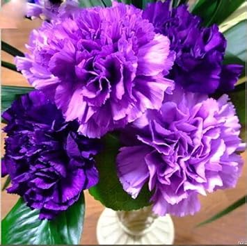 Violet Caryophyllus Flower Seeds for Planting - 100 seeds for planting in home garden
