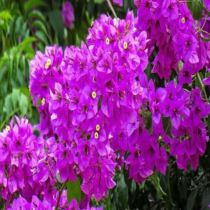 Purple Bougainvillea Flower - Heirloom, Non - Gmo Seeds