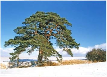 Green Scots Pine Heirloom Non Gmo Image