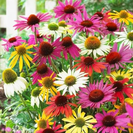 Mixed Echinacea Flower