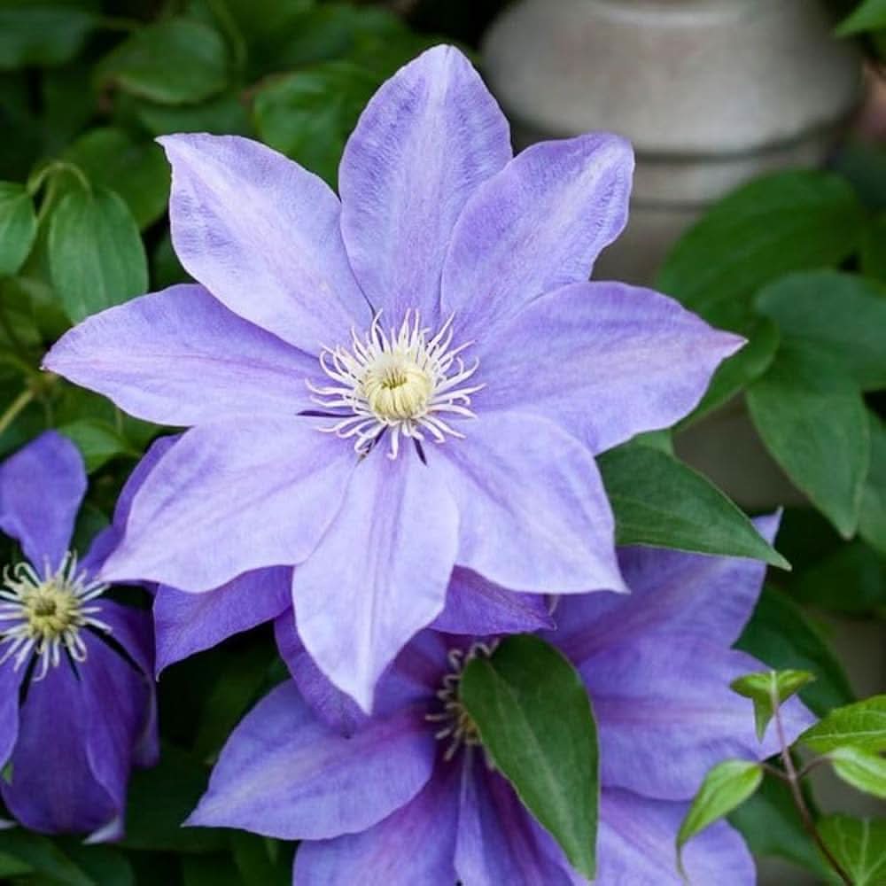 Sky Blue Clematis Florida Flower Seeds for Planting in Home Garden and Decorative Fences