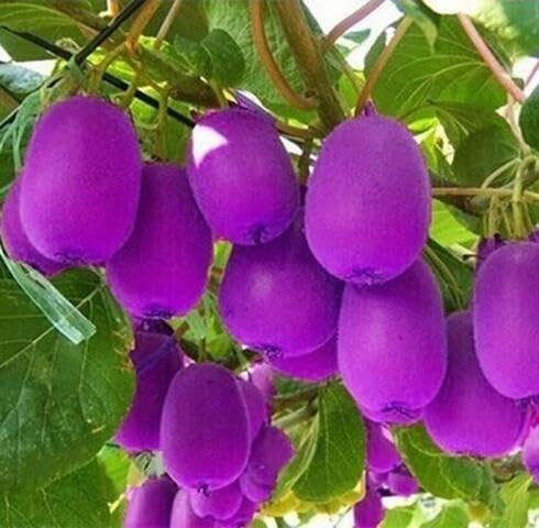 Purple Kiwi Fruit - Heirloom, Non - Gmo Seeds