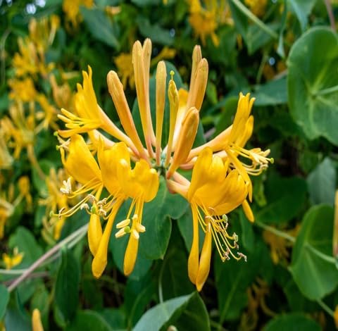 Yellow Lonicera Flower - Heirloom, Non - Gmo Seeds