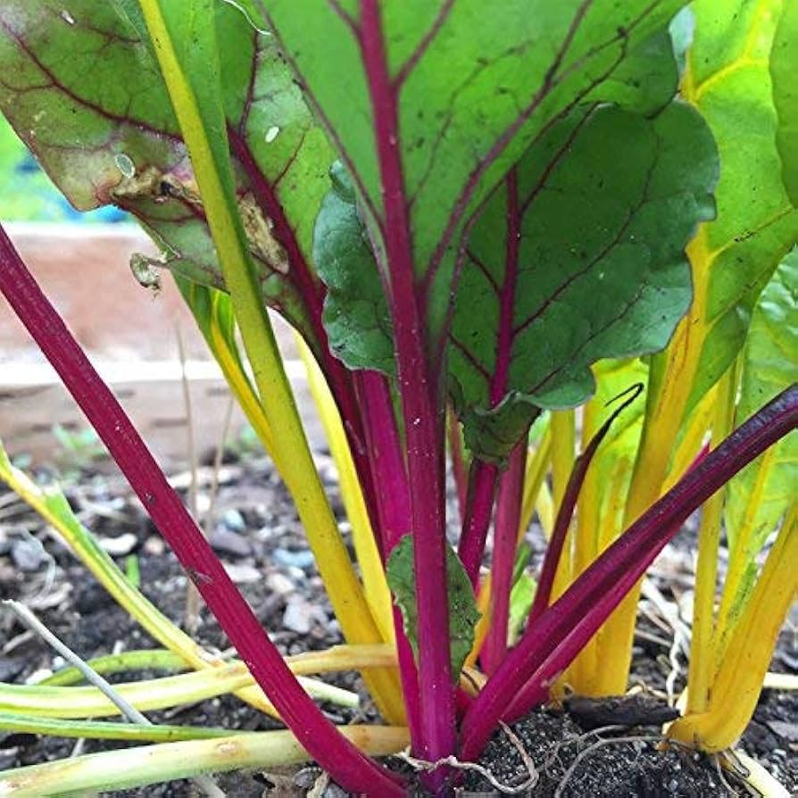 Swiss Chard Seeds for Planting Beta vulgaris for raised beds and vegetable gardens