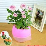 Pink Rose Flower Heirloom Non Gmo Image