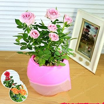Pink Rose Flower Heirloom Non Gmo Image