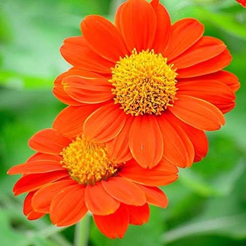 Sunflower Mexican Variety Pollinator-Friendly Flower Seeds