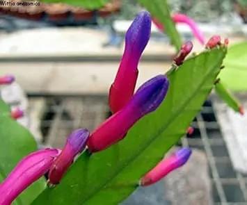 Green Wittia Amazonica Plant Seeds for Planting - NON GMO Seeds Dhara Seeds