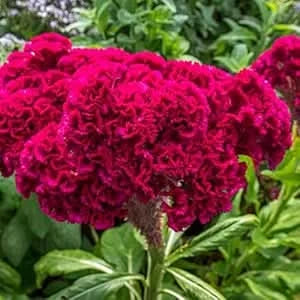 Chinese Pteris Pinnate Cockscomb (Celosia Spicata) Seeds