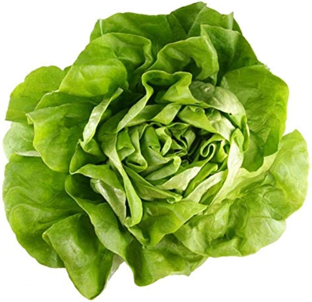 Bibb Lettuce 2018 Heirloom Non-GMO Seeds