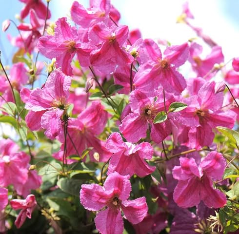 Pink Clematis Flower - Heirloom, Non - Gmo Seeds