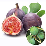 Maroon-Green Fig (Ficus carica) for planting in backyard orchard