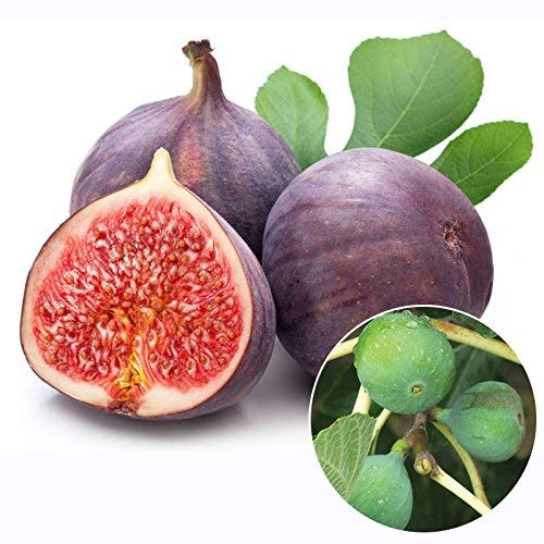 Maroon-Green Fig (Ficus carica) for planting in backyard orchard