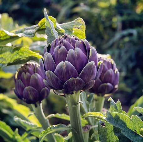 Purple Artichoke