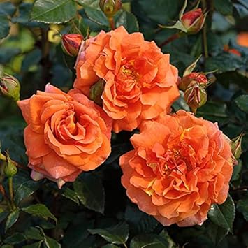 Full Orange Climbing Rose Plant Seeds for Planting Non-GMO Heirloom Garden Seeds for Growing seeds for planting in home garden