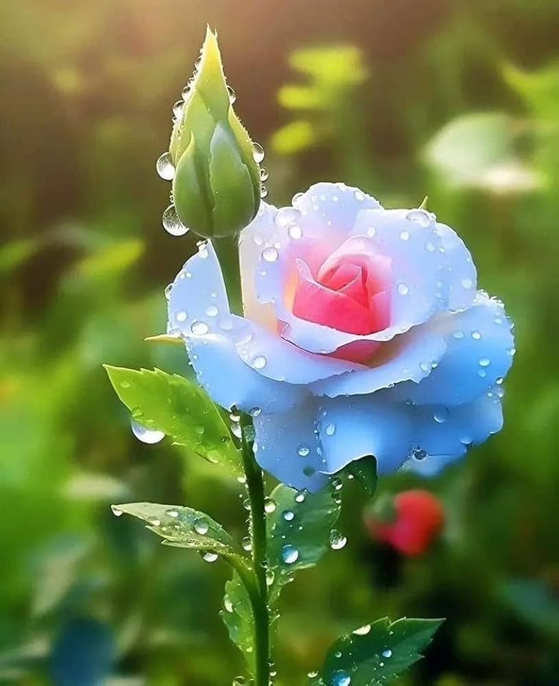 Rose Rosa Hybrida Rare Flower Seeds for Planting