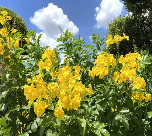 Yellow Esperanza Flower - Heirloom, Non - Gmo Seeds