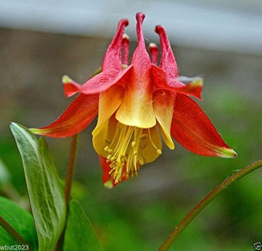 Columbine Eastern Red (Aquilegia canadensis) seeds for garden planting