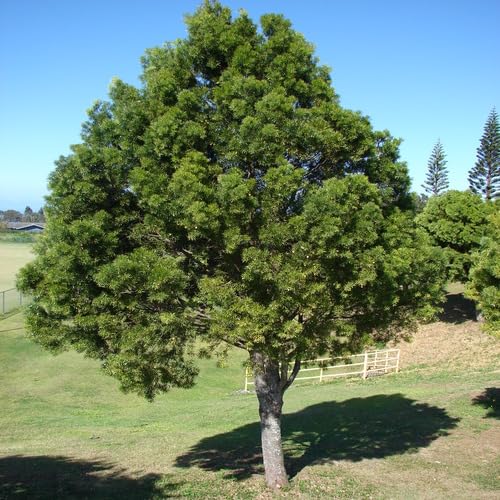 Green Pine Tree - Heirloom, Non - Gmo Seeds