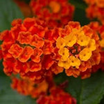 Orange Lantana Flower Seeds for Planting NON GMO Seeds Dhara Seeds
