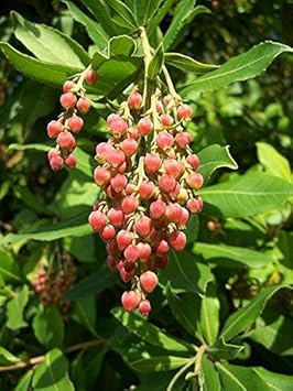 Pacific Madrone Tree - Heirloom, Non - Gmo Seeds