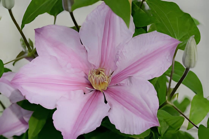 Heirloom Non-GMO Clematis Baby Pink Flower Seeds for Garden Planting – Delicate Climbing Blooms