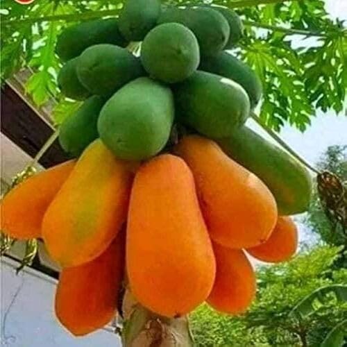 Green Orange Papaya Fruit - Heirloom, Non - Gmo Seeds