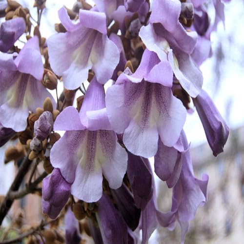 Purple Paulownia Tree - Heirloom, Non - Gmo Seeds
