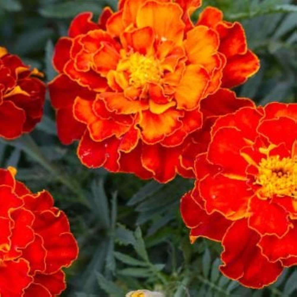 Dainty Marietta Marigold Seeds Tagetes patula for Planting in Vegetable Patch and Flower Border